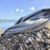 Silver Fabrics